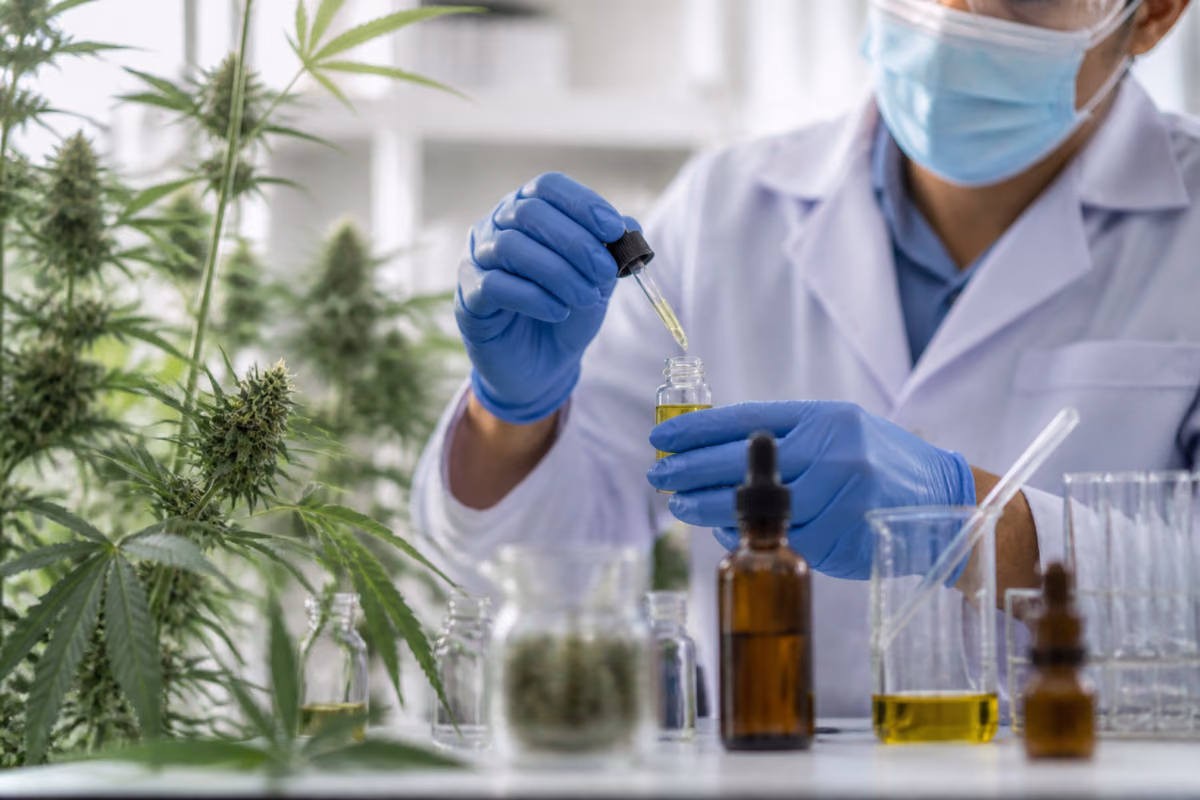 Chercheur en laboratoire versant de l'huile de cannabis à la pipette dans un flacon près de plants de cannabis