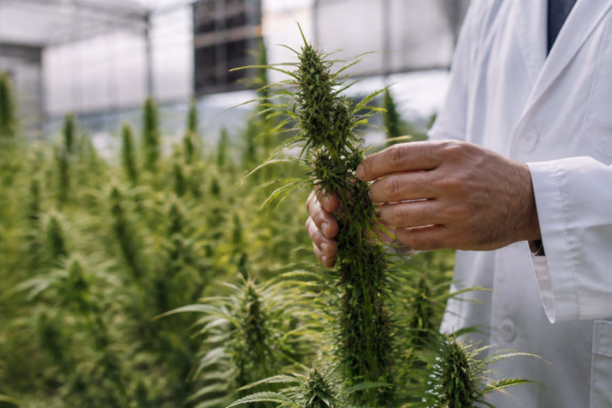 Mains d'un scientifique en blouse blanche examinant une tête de cannabis dans une serre de culture